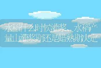 水稻什么时候灌浆