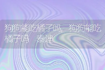 狗狗能吃橘子吗,狗狗能吃橘子吗 泰迪