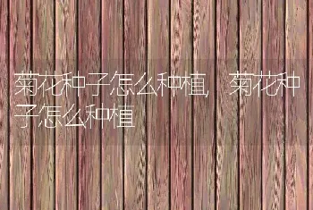 蓝玫瑰的寓意是什么