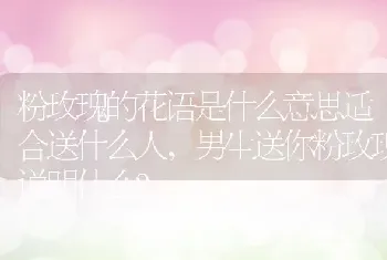 粉玫瑰的花语是什么意思适合送什么人