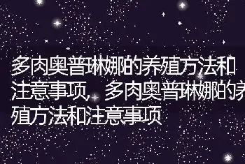 多肉奥普琳娜的养殖方法和注意事项