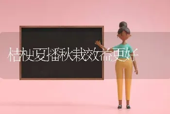 桔梗夏播秋栽效益更好