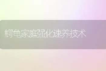 鳄龟家庭强化速养技术