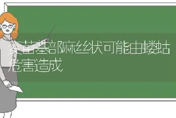 麦苗基部麻丝状可能由蝼蛄危害造成