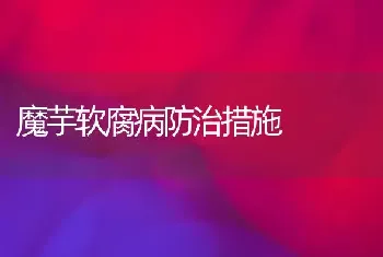 魔芋软腐病防治措施