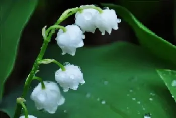 铃兰花的花语