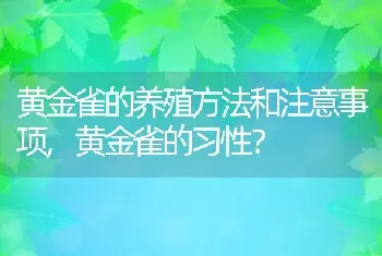 黄金雀的养殖方法和注意事项