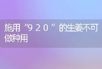 施用“920”的生姜不可做种用