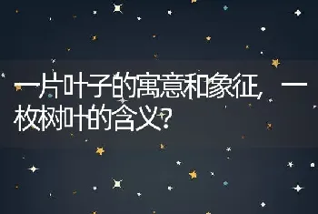 一片叶子的寓意和象征