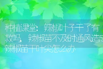 种植课堂:辣椒叶子干了有救吗