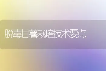 脱毒甘薯栽培技术要点