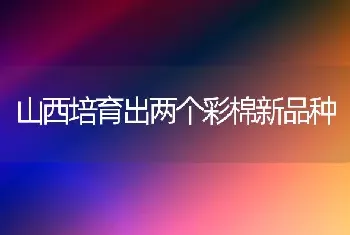 山西培育出两个彩棉新品种