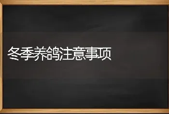 冬季养鸽注意事项