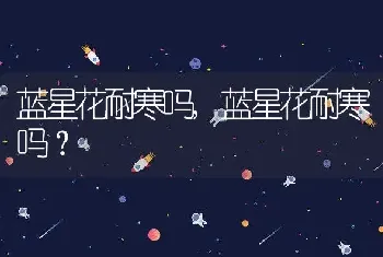 蓝星花耐寒吗