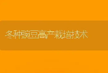 冬种豌豆高产栽培技术