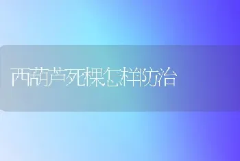 西葫芦死棵怎样防治