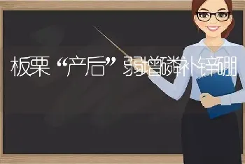 板栗“产后”弱增磷补锌硼