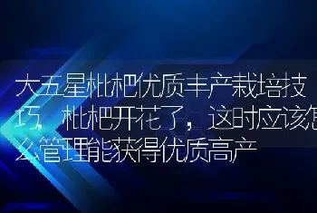 大五星枇杷优质丰产栽培技巧