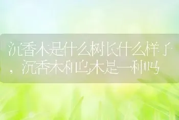 沉香木是什么树长什么样子