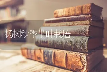 杨树秋季带叶栽培