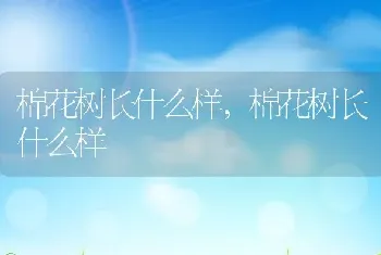 棉花树长什么样