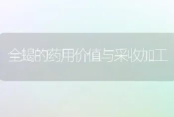 全蝎的药用价值与采收加工