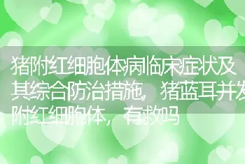 猪附红细胞体病临床症状及其综合防治措施