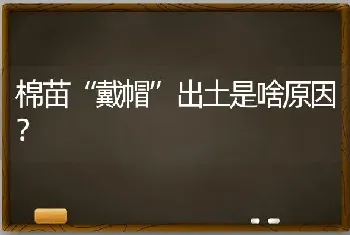 棉苗“戴帽”出土是啥原因?