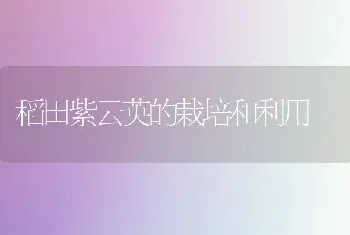 稻田紫云英的栽培和利用