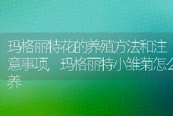 玛格丽特花的养殖方法和注意事项