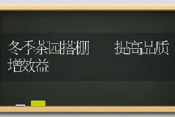 冬季茶园搭棚  提高品质增效益