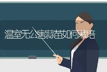 温室无公害蒜苗如何栽培