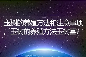 玉树的养殖方法和注意事项