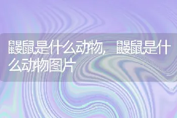 鼹鼠是什么动物,鼹鼠是什么动物图片