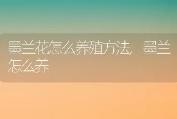 墨兰花怎么养殖方法