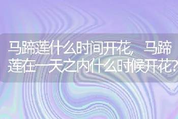 马蹄莲什么时间开花