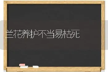 兰花养护不当易枯死