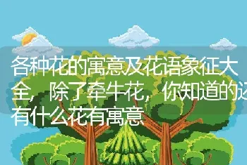 各种花的寓意及花语象征大全