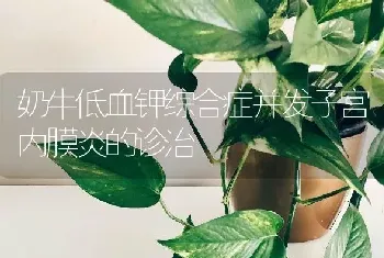 奶牛低血钾综合症并发子宫内膜炎的诊治