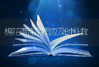 养牛省料有9招 招招实用