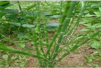 节节草的种植前景如何