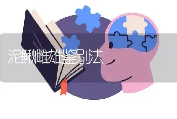 泥鳅雌雄鉴别法