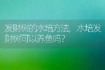 天蓝绣球的养殖方法