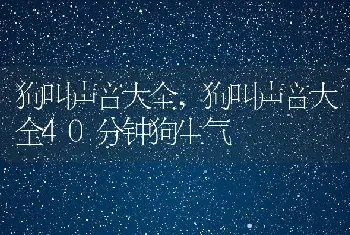 狗叫声音大全,狗叫声音大全40分钟狗生气