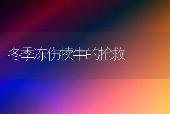 冬季冻伤犊牛的抢救