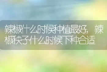 辣椒什么时候种植最好