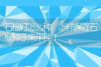 石榴籽怎么种