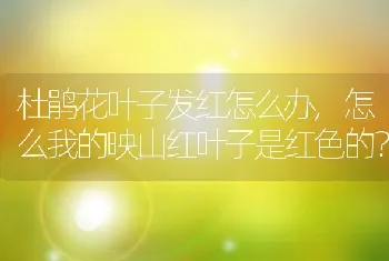 杜鹃花叶子发红怎么办