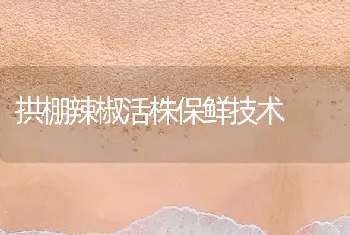 拱棚辣椒活株保鲜技术