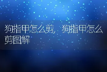 狗指甲怎么剪,狗指甲怎么剪图解